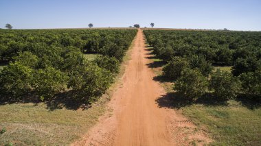 Portakal ağacı ekimi havadan görünümü Brezilya.