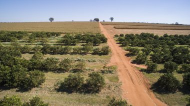 Portakal ağacı ekimi havadan görünümü Brezilya.