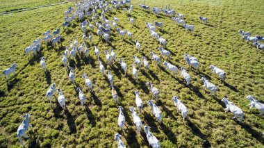 Sığır mato grosso Brezilya devlet mera üzerinde. 2 Temmuz,