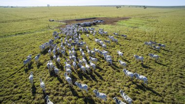 Cattle on pasture in the state of mato grosso in Brazil. July, 2 clipart