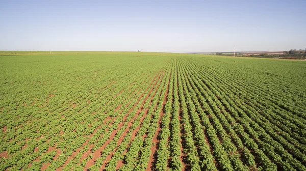 Luftaufnahme der Kartoffelplantage in São Paulo, Brasilien — Stockfoto