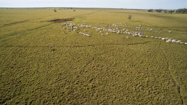 Ganado en pastos en el estado de mato grosso en Brasil. Julio, 2 —  Fotos de Stock