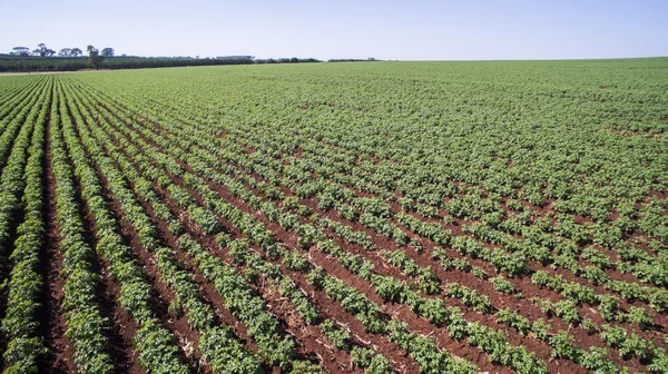 Vista aérea de la plantación de patatas en el estado de Sao Paulo - Brazi — Foto de Stock