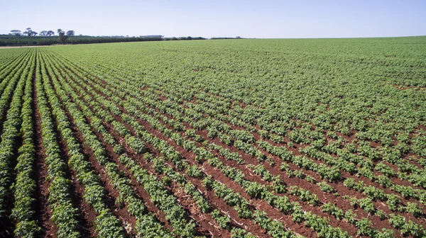 土豆种植在巴西圣保罗州巴西的总代理的鸟瞰图 — 图库照片