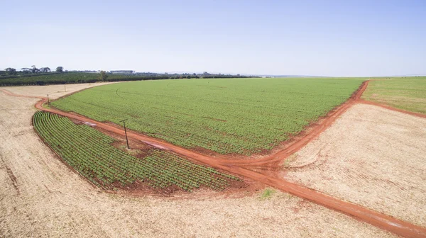 Vista aérea de la plantación de patatas en el estado de Sao Paulo - Brazi —  Fotos de Stock