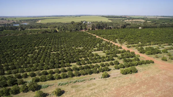 Vista aérea de plantación de naranjos en Brasil . —  Fotos de Stock