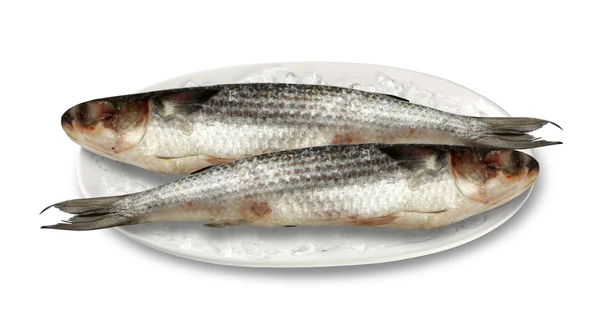 Fresh Fish, isolated on white background — Stock Photo, Image