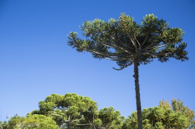 Araucaria iğde (Brezilya çam üst kısmı closeup