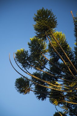 Araucaria iğde (Brezilya çam üst kısmı closeup