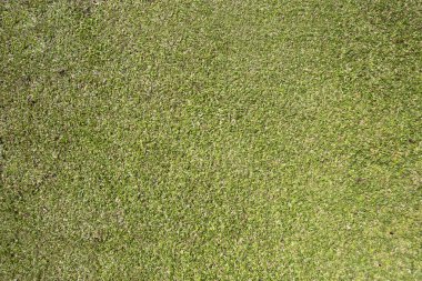 yeşil çim. arka plan.