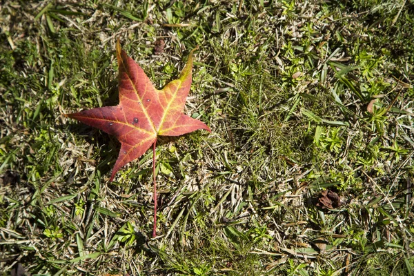 Ein schöner Herbsthintergrund mit fallenden Blättern. — Stockfoto