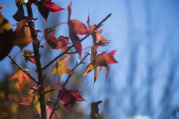 Un beau fond d'automne avec des feuilles tombantes . — Photo