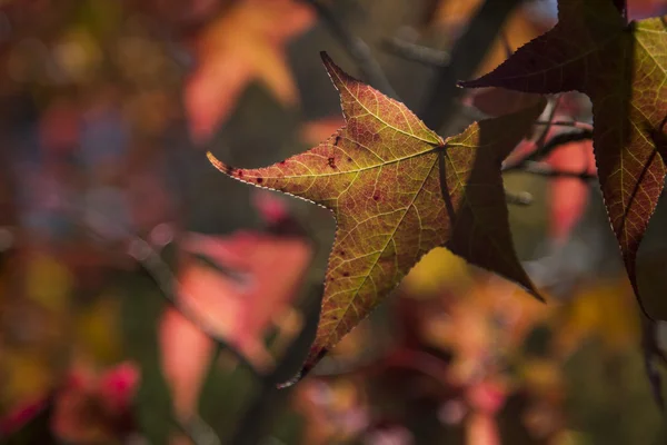 Un beau fond d'automne avec des feuilles tombantes . — Photo