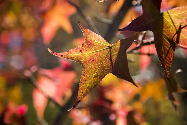 Un beau fond d'automne avec des feuilles tombantes . — Photo