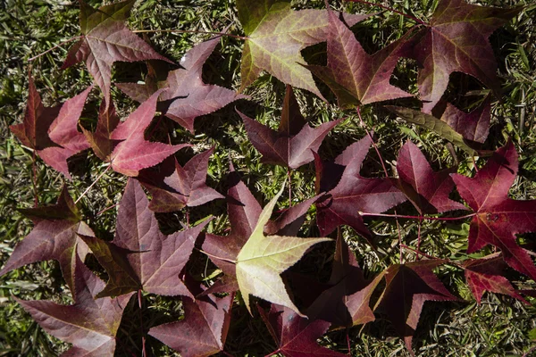 Un beau fond d'automne avec des feuilles tombantes . — Photo