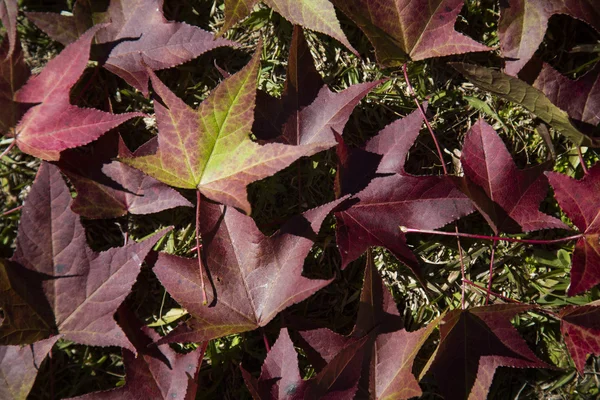 Un beau fond d'automne avec des feuilles tombantes . — Photo