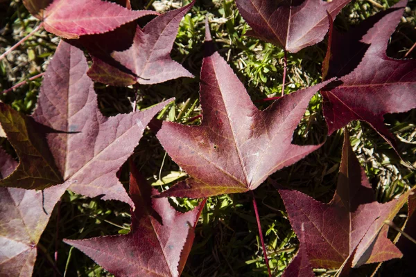 Un beau fond d'automne avec des feuilles tombantes . — Photo