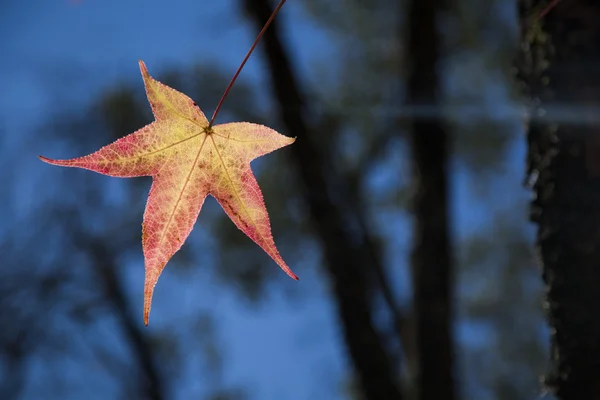 Un beau fond d'automne avec des feuilles tombantes . — Photo