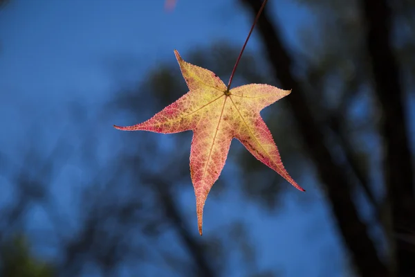 Un beau fond d'automne avec des feuilles tombantes . — Photo