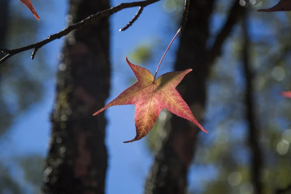 Un beau fond d'automne avec des feuilles tombantes . — Photo