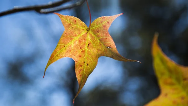 Un beau fond d'automne avec des feuilles tombantes . — Photo