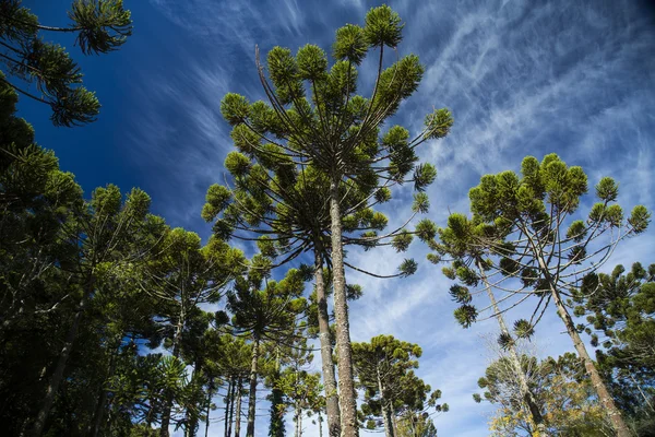 Fechar a parte superior da Araucaria angustifolia (pinheiro brasileiro — Fotografia de Stock