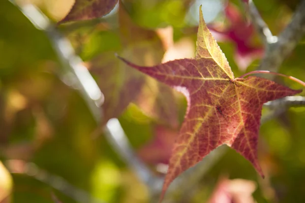 Un beau fond d'automne avec des feuilles tombantes . — Photo