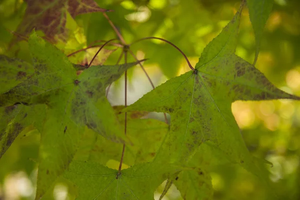 Un beau fond d'automne avec des feuilles tombantes . — Photo