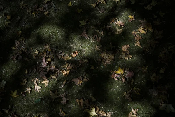 Ένα όμορφο φθινόπωρο φόντο με τις πτώση φύλλα. — Φωτογραφία Αρχείου