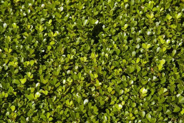 yeşil çim. arka plan.