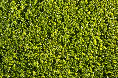 yeşil çim. arka plan.