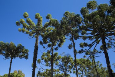 Closeup of upper part of Araucaria angustifolia ( Brazilian pine clipart