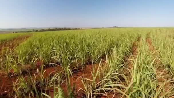 Imágenes aéreas del campo de caña de azúcar en Brasil . — Vídeo de stock