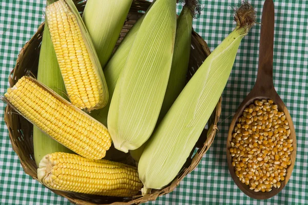 Telinga jagung, mengungkapkan kernel kuning — Stok Foto