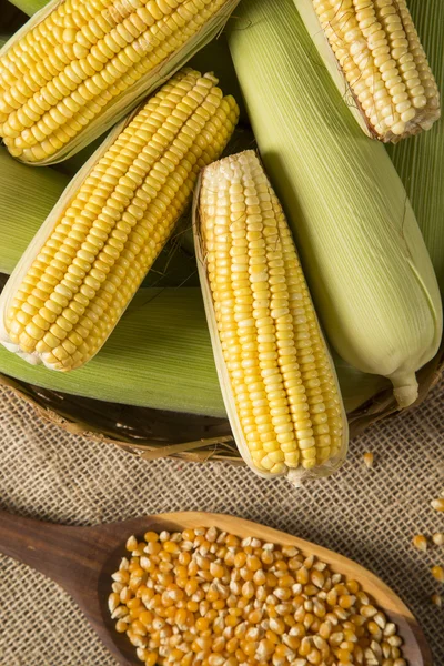 Ear of corn, revealing yellow kernels — Stock Photo, Image