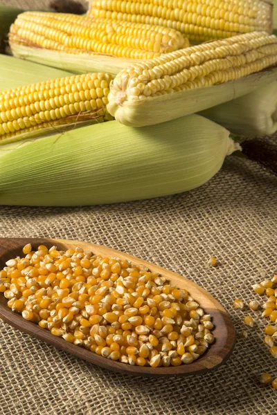 Ear of corn, revealing yellow kernels — Stock Photo, Image
