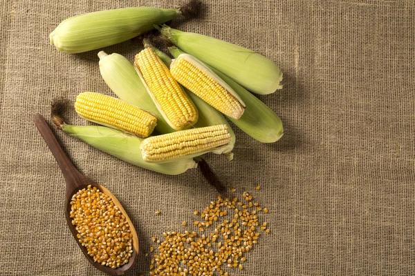 Ucho kukurydzy, odsłaniając żółty jądra — Zdjęcie stockowe