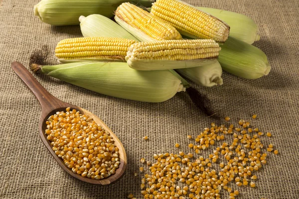 Ear of corn, revealing yellow kernels — Stock Photo, Image