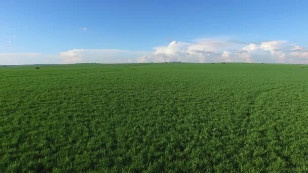 Récolte de canne à sucre par temps ensoleillé au Brésil - vue aérienne — Video