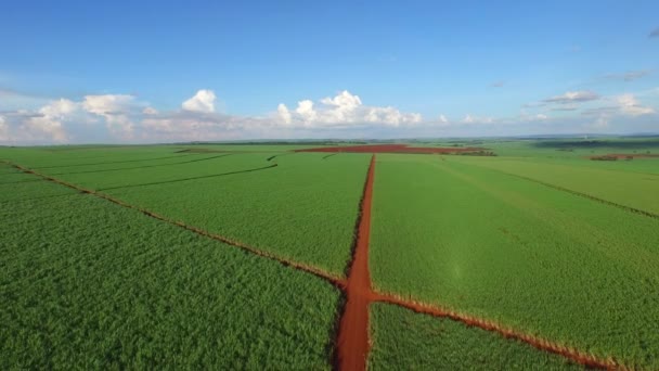 Урожай сахарного тростника в солнечный день в Бразилии - вид с воздуха — стоковое видео