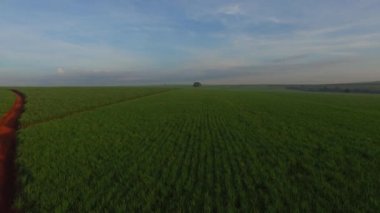 güneşli günde şeker kamışı hasat Brezilya - havadan görünümü