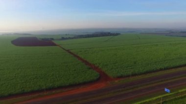 güneşli günde şeker kamışı hasat Brezilya - havadan görünümü