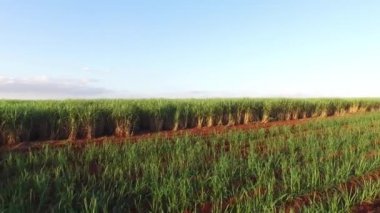 güneşli günde şeker kamışı hasat Brezilya - havadan görünümü
