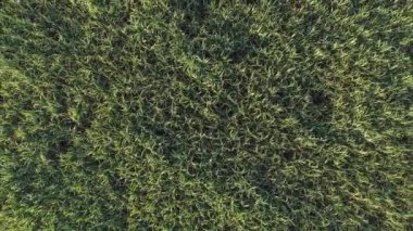 güneşli günde şeker kamışı hasat Brezilya - havadan görünümü