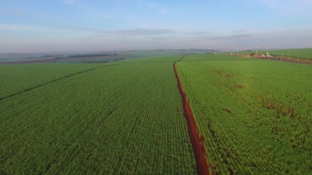 Güneşli günde şeker kamışı hasat Brezilya - havadan görünümü — Stok video