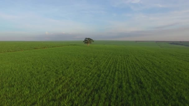 Zbiorów trzciny cukrowej w słoneczny dzień w Brazylii - widok z lotu ptaka — Wideo stockowe