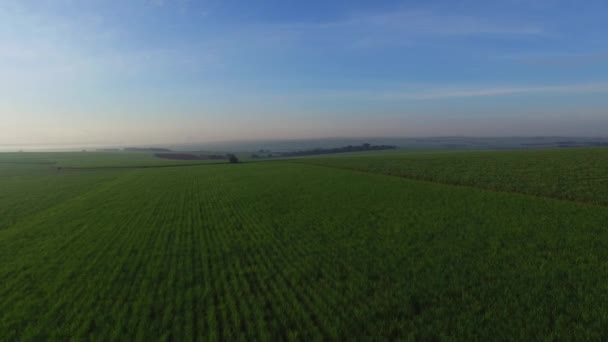 Zbiorów trzciny cukrowej w słoneczny dzień w Brazylii - widok z lotu ptaka — Wideo stockowe