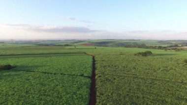 güneşli günde şeker kamışı hasat Brezilya - havadan görünümü