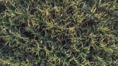 güneşli günde şeker kamışı hasat Brezilya - havadan görünümü