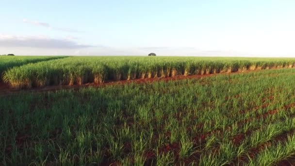 Zbiorów trzciny cukrowej w słoneczny dzień w Brazylii - widok z lotu ptaka — Wideo stockowe